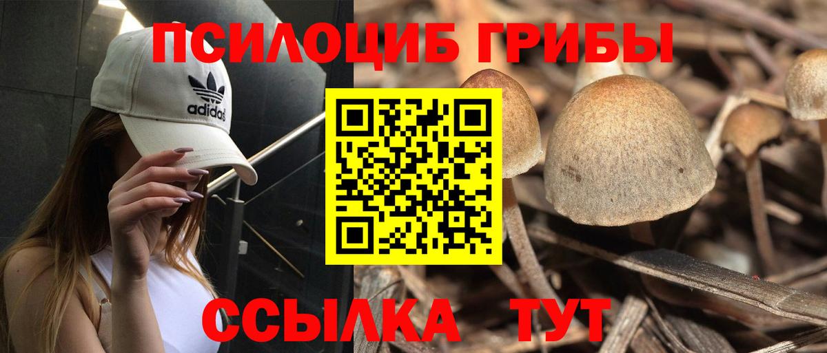 Волоколамск  Псилоцибиновые грибы Psilocybine cubensis  Вход с VPN  Псилоцибиновые грибы Psilocybine cubensis 